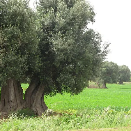 Masseria Asciano-2